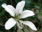 Bauhinia forficata